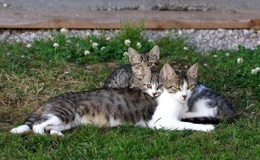 Cogne, scomparsi nel nulla 15 gatti: è caccia al serial killer