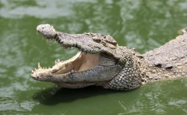 Kenya, coccodrilli sui tetti degli hotel: terrore e vacanze rovinate