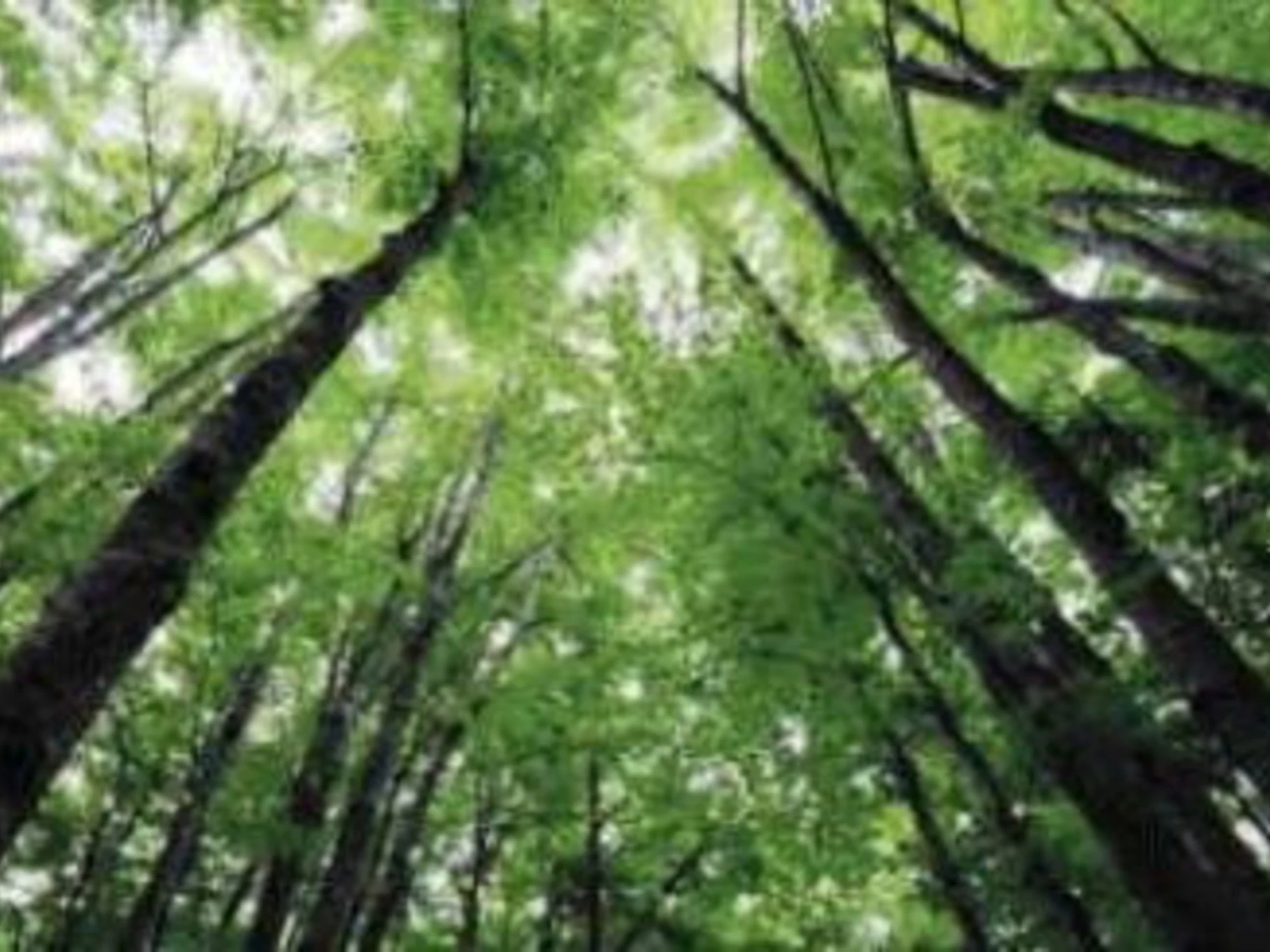 Gli alberi sono eroi silenziosi con i superpoteri