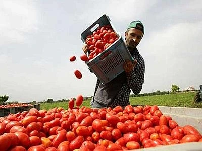 Al via semplificazione in agricoltura su sicurezza