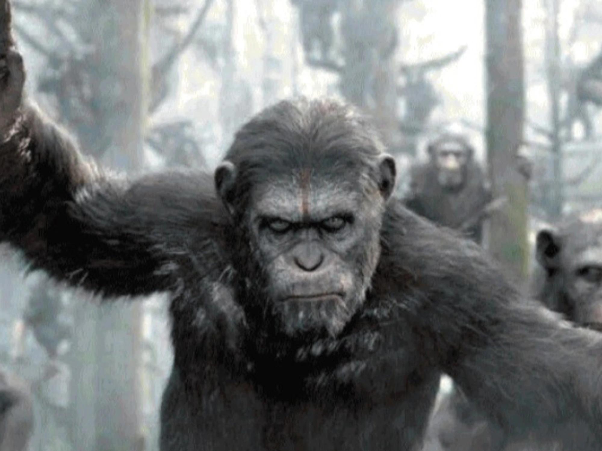 Se perfino gli animali si fanno la guerra...