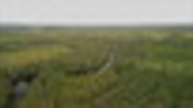 Wwf: in 35 anni la superficie forestale persa è pari alla Groenlandia