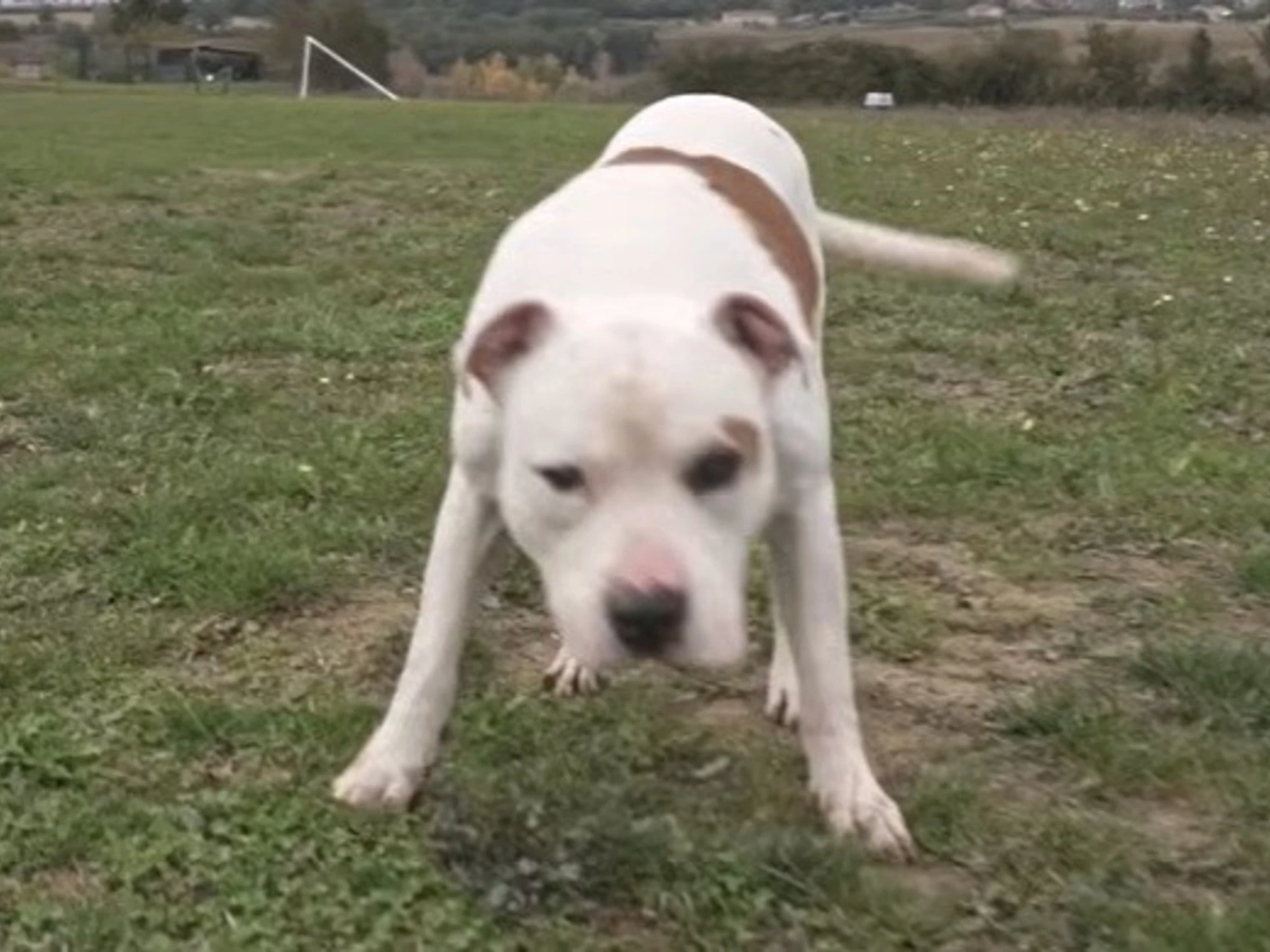 Ciampino, cane sbrana tre donne dentro le mura di casa: "Guance dilaniate, urla strazianti"