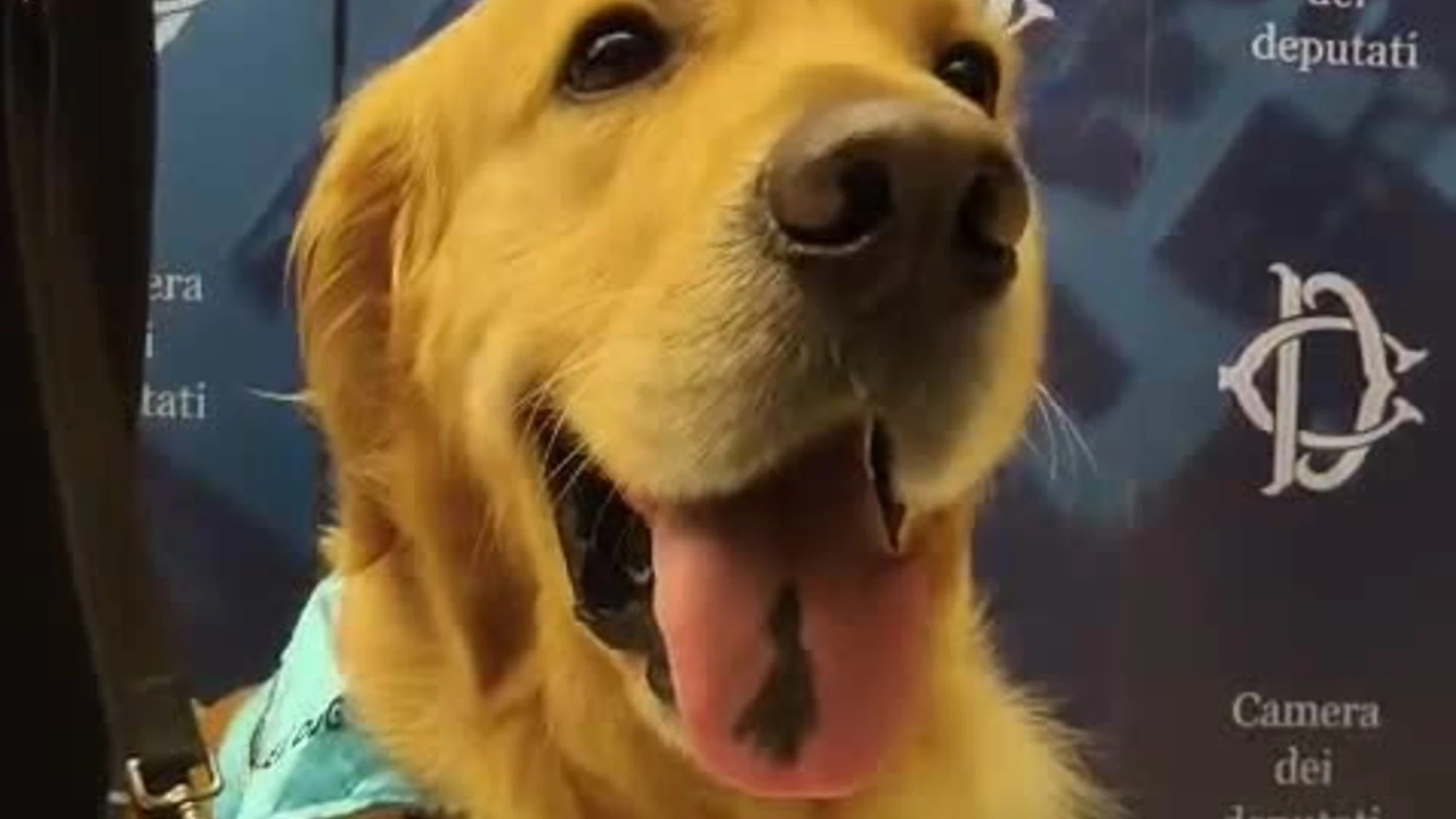 Lena e Marley: il Golden Retriever "sentinella" del diabete