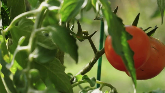 Agricoltura, il biologico migliora rese e sostenibilità