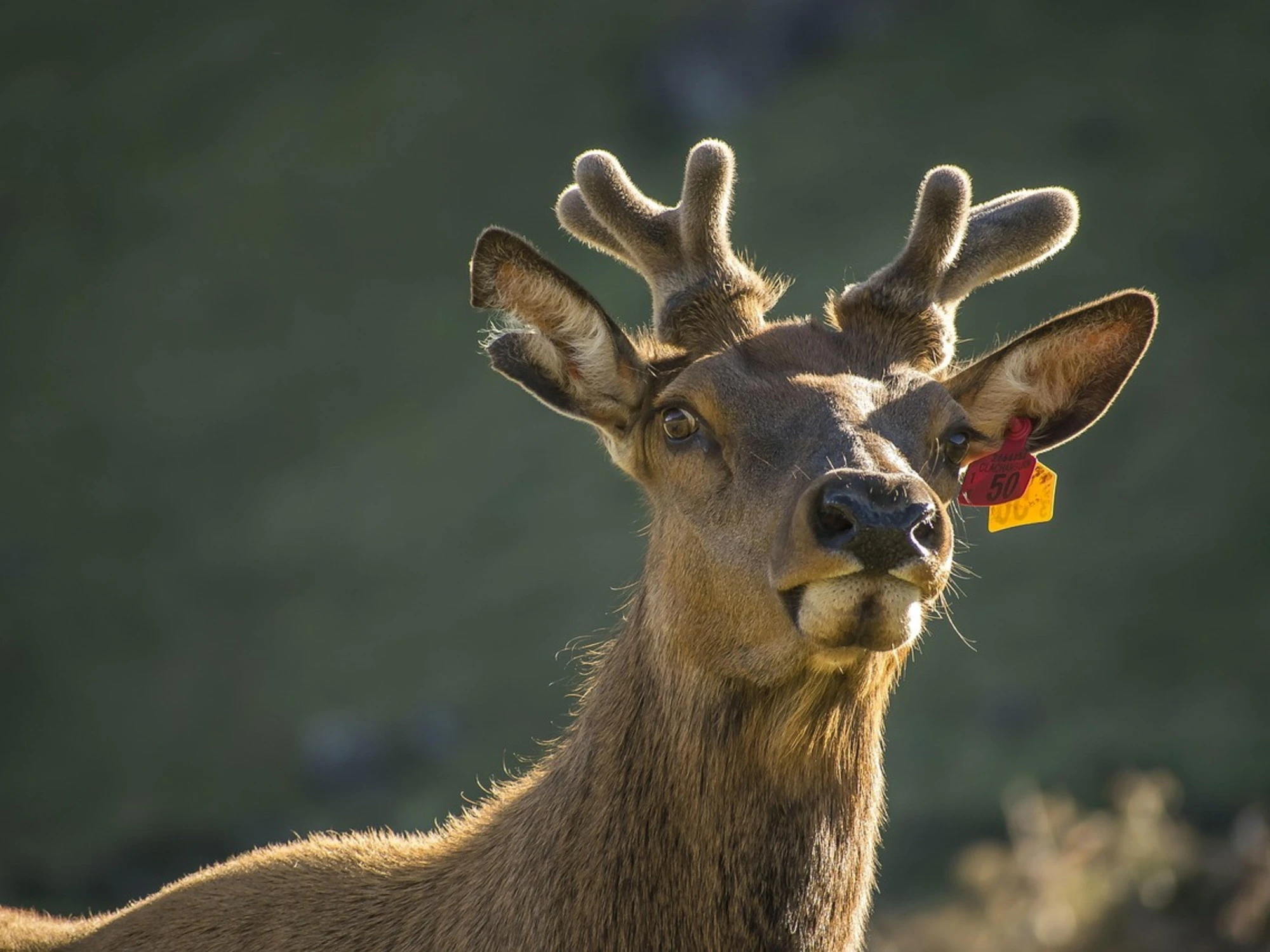 Chuck e la storia della renna col naso rosso