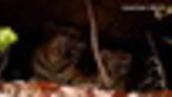 Un cucciolo di tigre porta speranza alle foreste della Thailandia