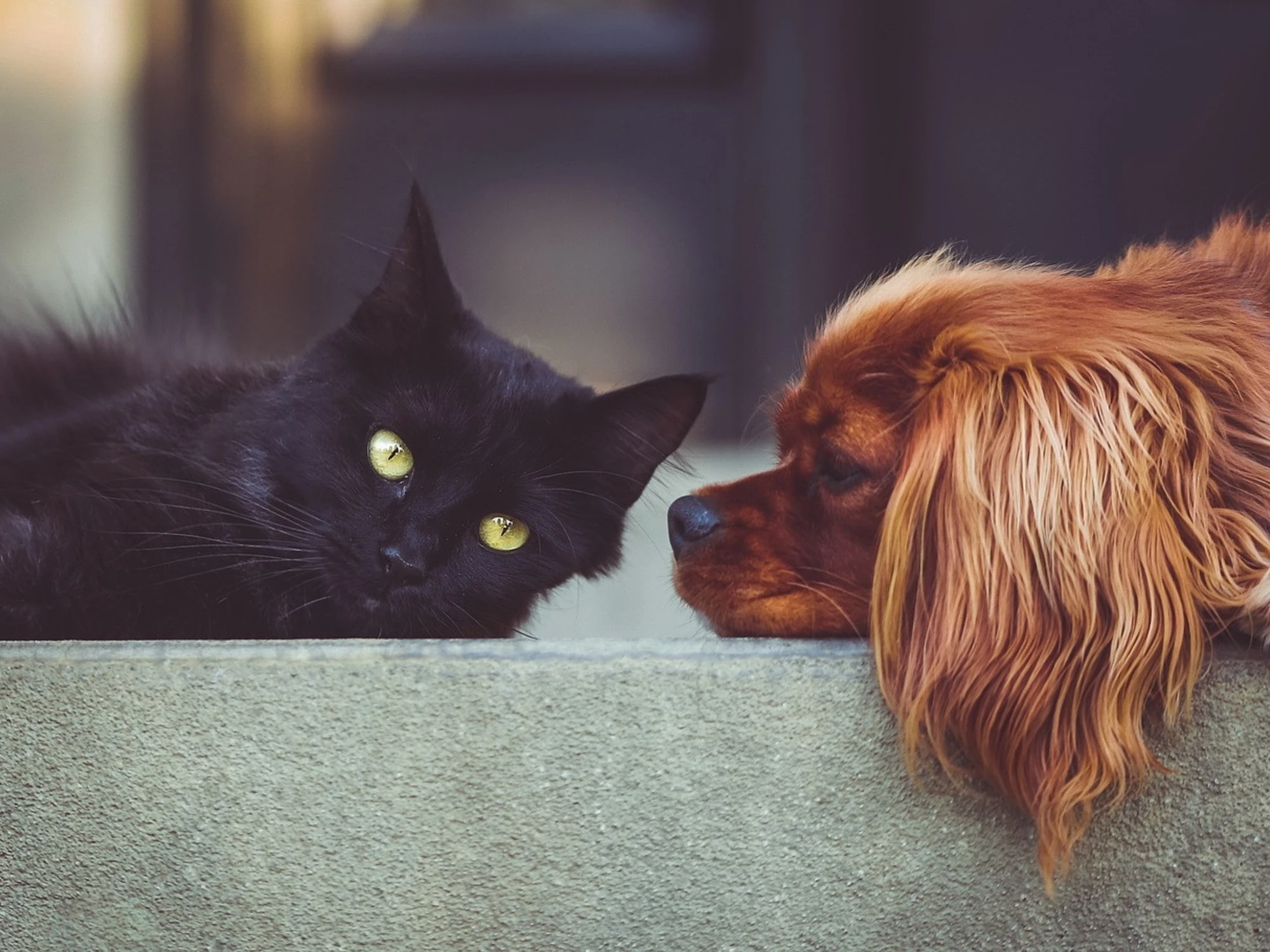 Come prendersi cura di cane e gatto anche se non ci siamo