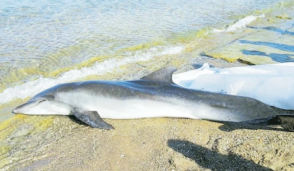 Delfini morti sulle spiagge della Toscana, sette casi: il bruttissimo sospetto, cosa c'è dietro