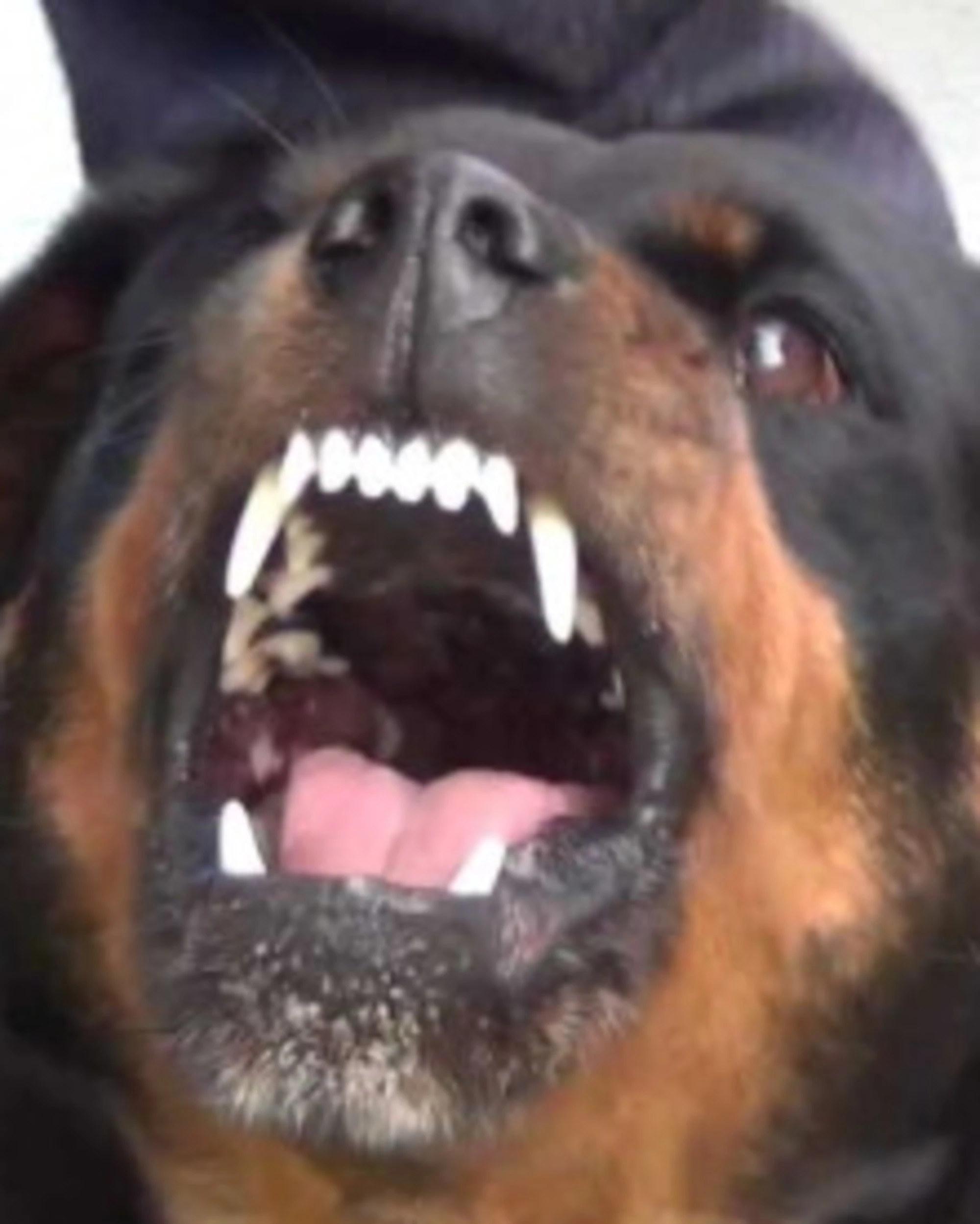 Roma, rottweiler sbrana 25enne? La vergogna della padrona