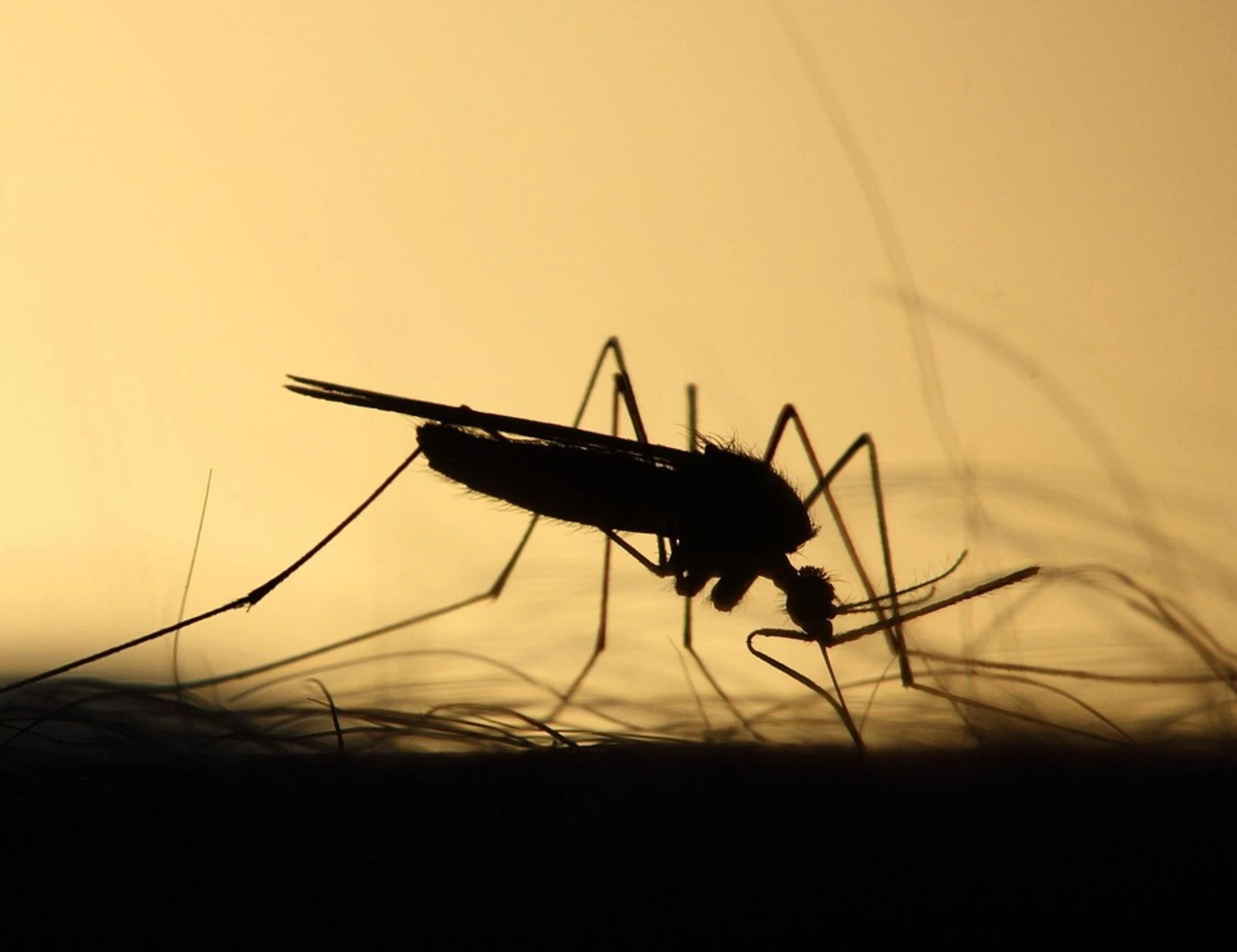 West Nile, altri tre morti in poche ore: l'Italia ha paura, cosa sta succedendo