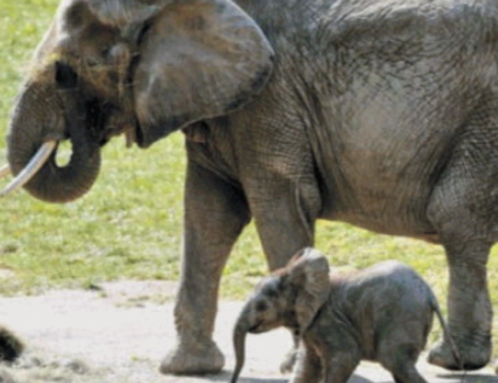 Elefanti, cicale, delfini e farfalle: la felicità si impara dagli animali