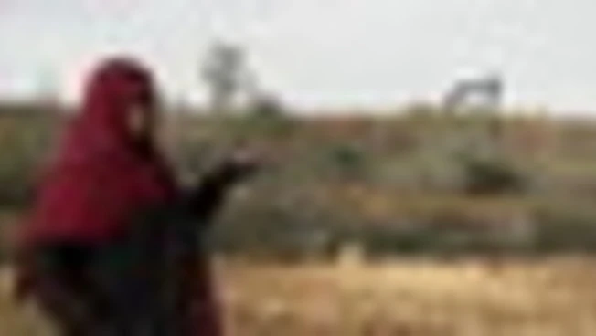 Ulivi sradicati in Cisgiordania, protesta dei residenti palestinesi