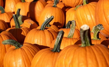 Forma o colore non importa: è l'ora della zucca
