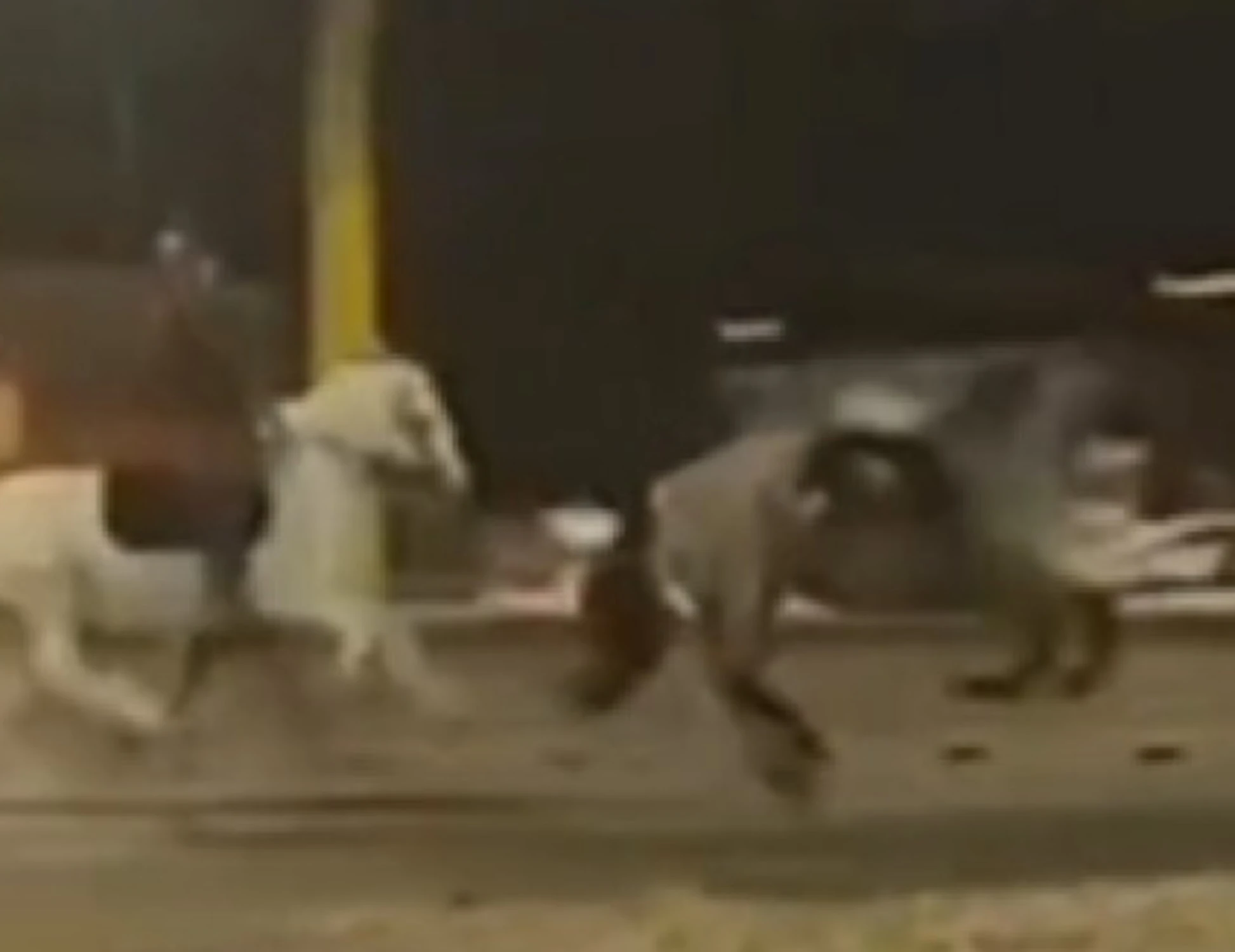 2 giugno, la fuga dei cavalli a Roma finisce in tragedia: quattro feriti e un animale abbattuto