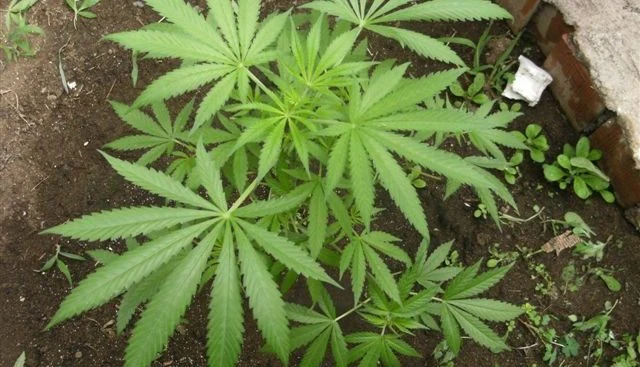 Studio clinico con integratore a base di olio di canapa sativa