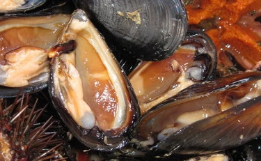 Campania, "epidemia di Epatite A": cause e sintomi, cosa sta succedendo