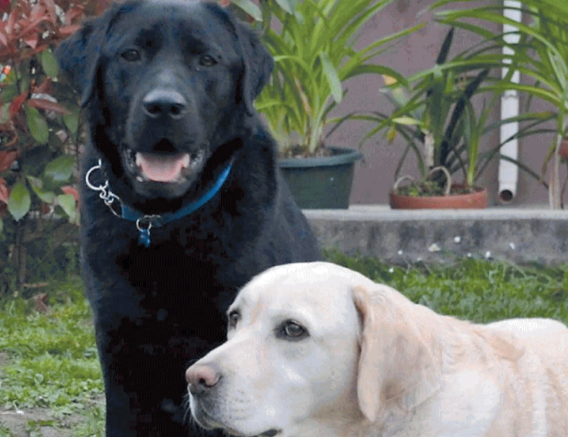 Elogio del cane libero e pure disobbediente