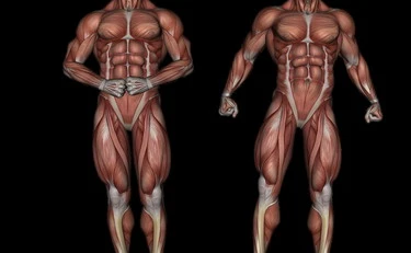 Muscoli? Occhio a questi tre alimenti: cosa accade al nostro corpo