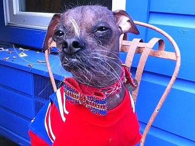 Ecco Mugly, arriva dall'Inghilterra il cane più brutto del mondo