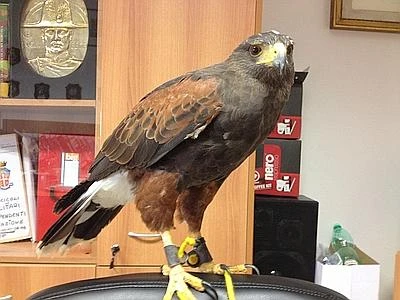 Roma, ruba un falco e chiede 650 euro per restituirlo: arrestato