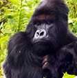 Ruanda, è morto Titus