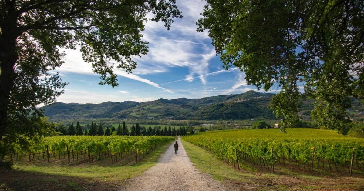 Dear Wine, il tour alla scoperta del vino abruzzese