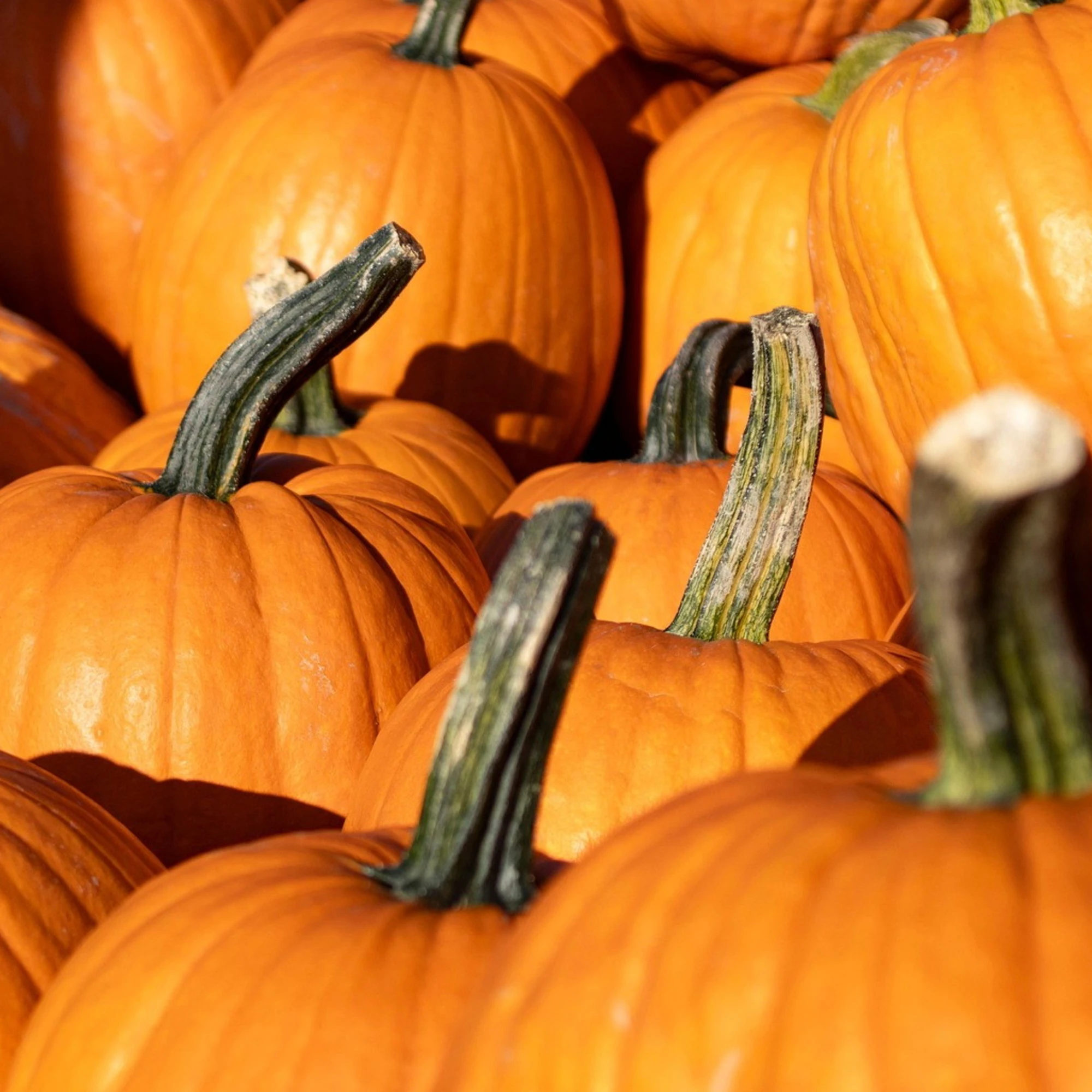 Forma o colore non importa: è l'ora della zucca