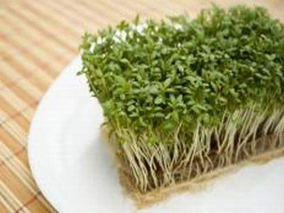 Al via il Festival Vegetariano, da domani a Gorizia