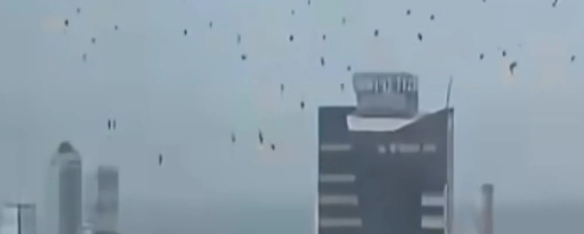 Corvi neri invadono Tel Aviv, complottisti scatenati: il video