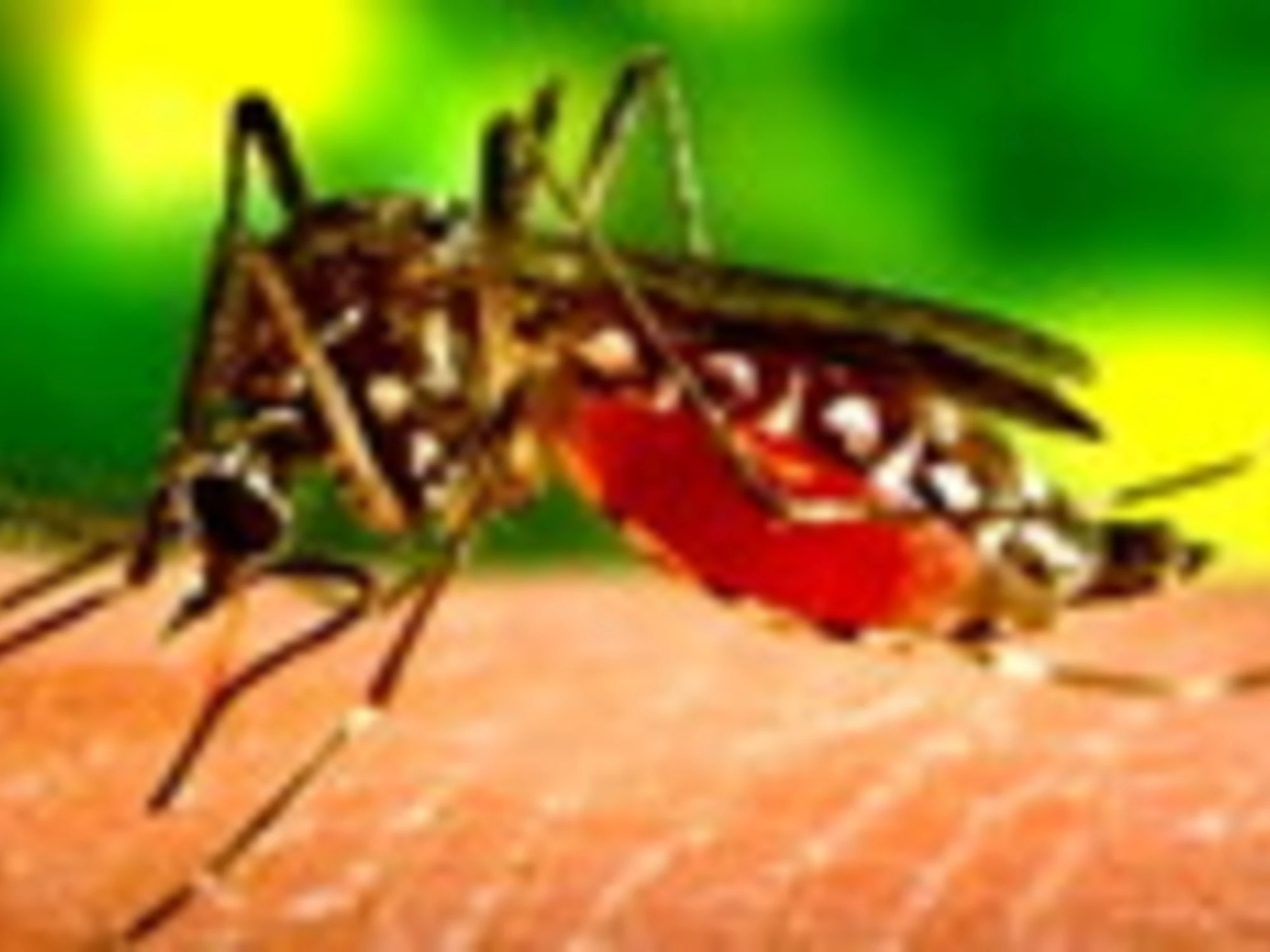 West Nile, il 2° morto e la scoperta sui gabbiani: paura nel Lazio