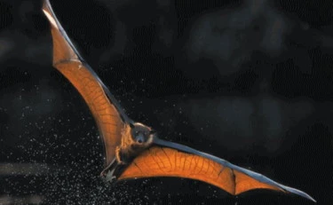 Il festival musicale sfrattato dai pipistrelli