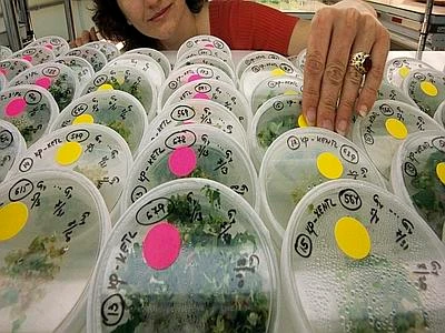 Gli americani consumano ogni anno 193 kg di cibo geneticamente modificato