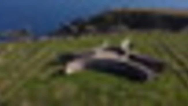 780 luoghi aperti in 400 città per le Giornate del Fai di Primavera