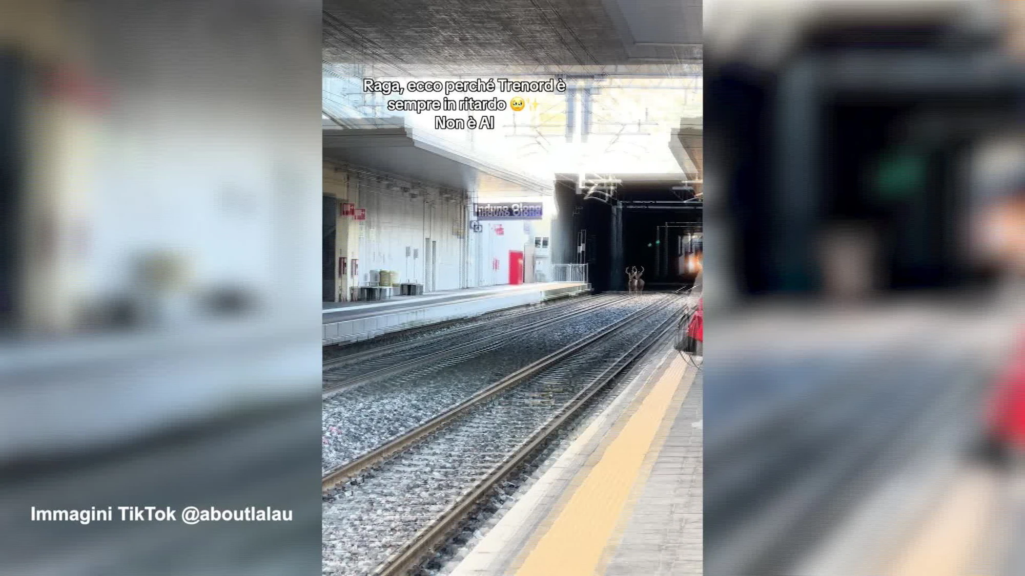 La corsa del cervo sui binari, l'incredibile avvistamento alla stazione nel Varesotto