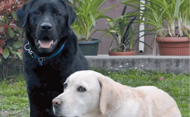 Elogio del cane libero e pure disobbediente
