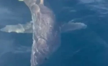 Squalo Mako nelle acque di Gallipoli: ecco come comportarsi