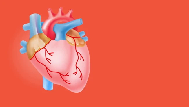 Il battito del cuore frena la crescita dei tumori nel tessuto cardiaco