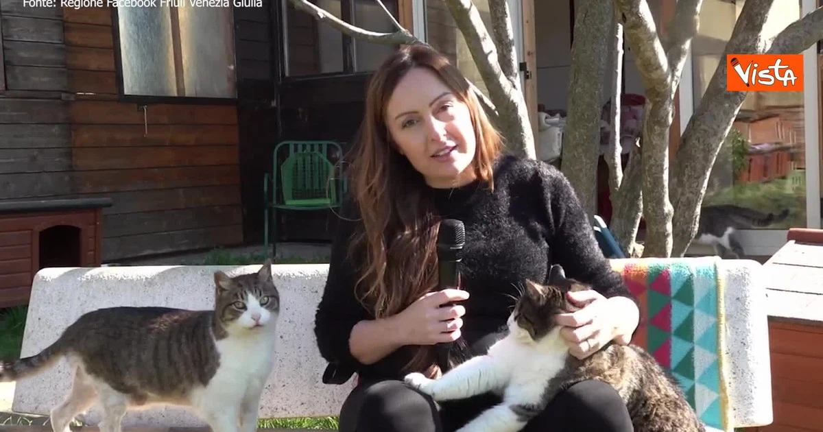 Trieste, un viaggio nell'oasi felina: un piccolo paradiso per soli gatti