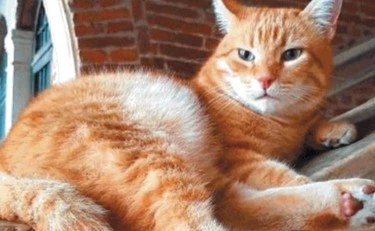 Rovigo, l'intera città in lutto per il gatto: lacrime, fiori e una statua