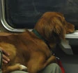 Sui treni posti in prima classe