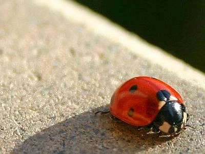 La coccinella killer asiatica stermina quella autoctona di Europa e Stati Uniti
