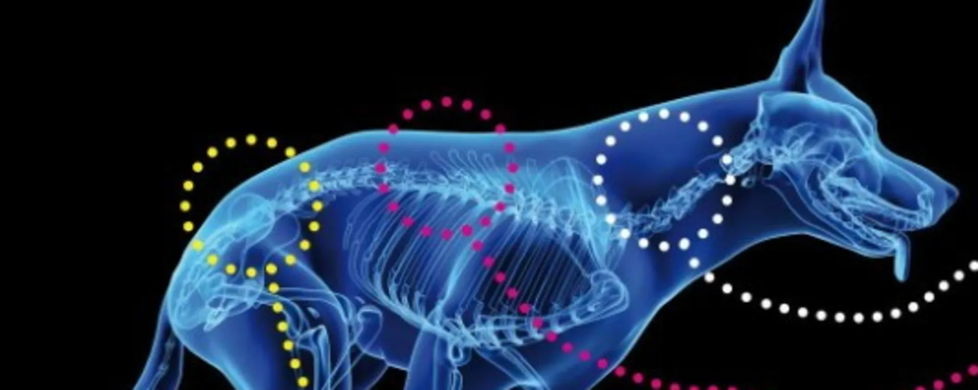 Traumi spinali di cani e gatti, il dispositivo che cambia la loro vita