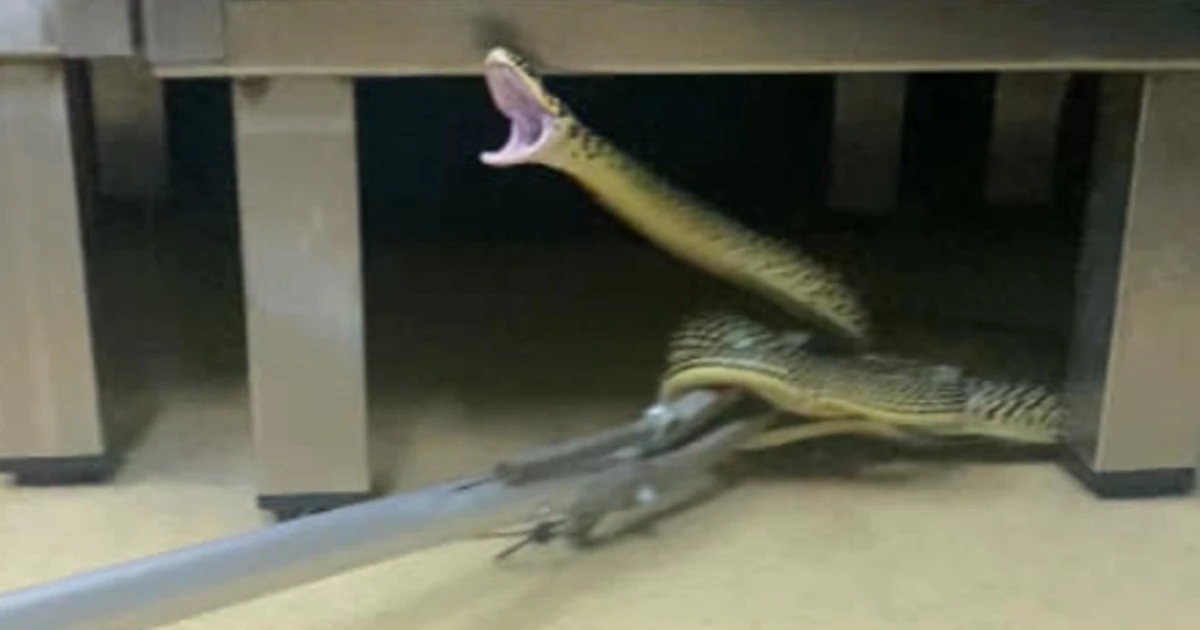 Roma, serpente in una clinica: si scatena il panico