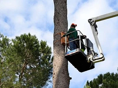 Roma, i pipistrelli trovano 'casa' a Villa Ada con cinque Bat Box installate nel bosco