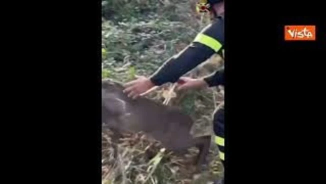 Vigili del Fuoco celebrano San Francesco con un video sui social in cui soccorrono animali