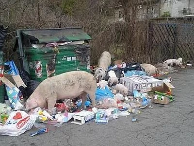 Maiali tra i cassonetti e dicarica a cielo aperto, caos rifiuti alla periferia di Roma
