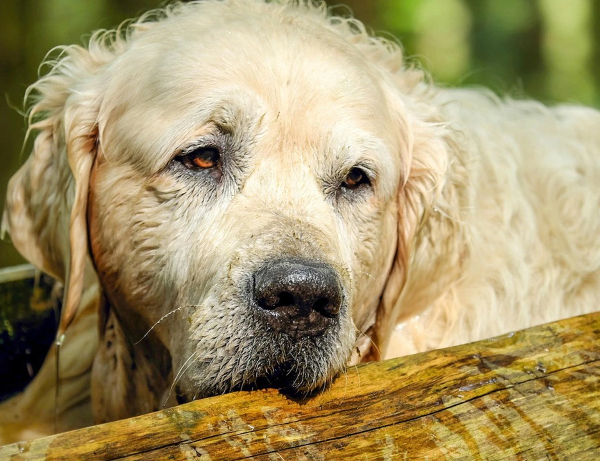 Piccoli segreti per educare il proprio cane