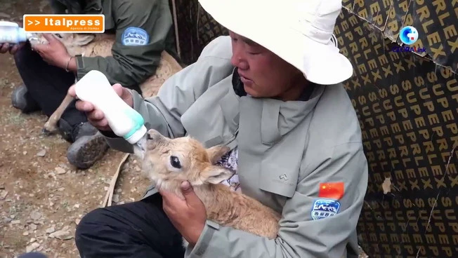 Cina, i ranger proteggono la fauna selvatica