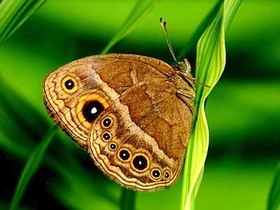 Con la diminuzione delle farfalle gravi conseguenze per la biodiversità